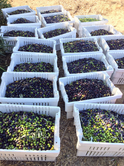 2019-11-05-olive2