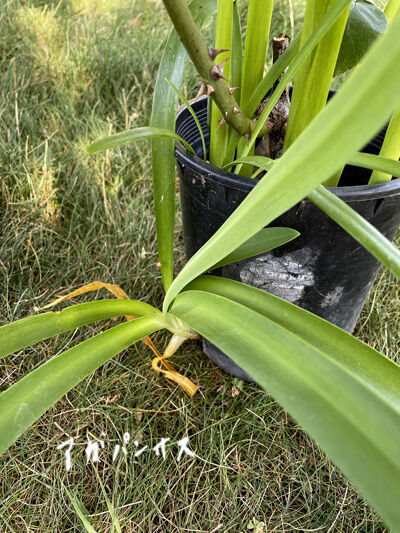 2023-07-21-3plants2