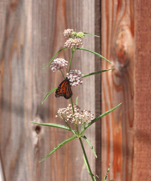 2025-07-08-monarch3