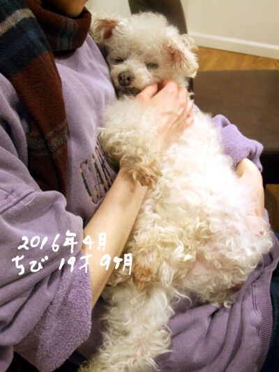 2024-12-11-chibi1