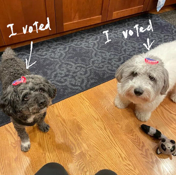 2025-12-29-dogs1