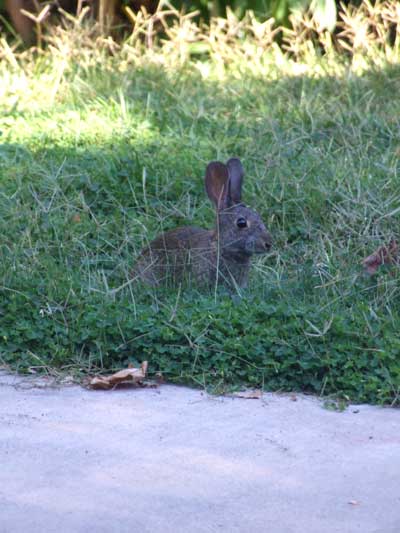 2014-10-06-rabbit4