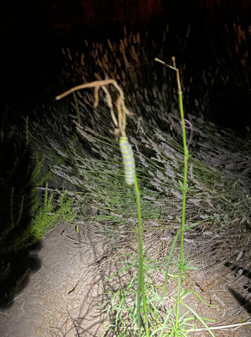 2025-09-26-caterpillar1