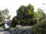 2010_01_12_orangetree8