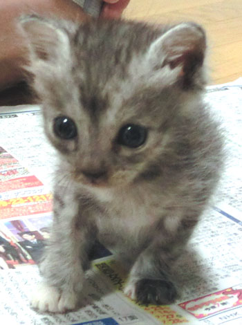 2013-06-20-cat1