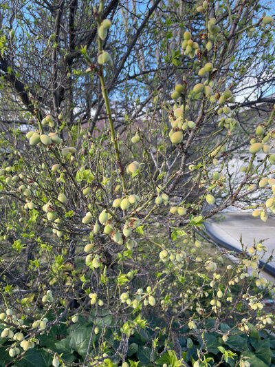 2025-03-16-plum1