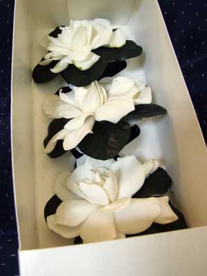 2015-08-09-gardenia1