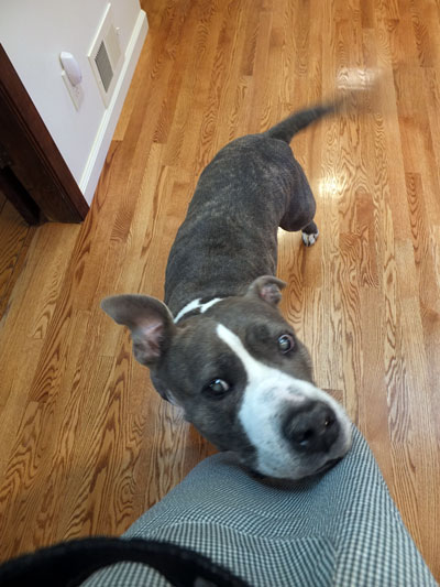2018-06-11-shelby1