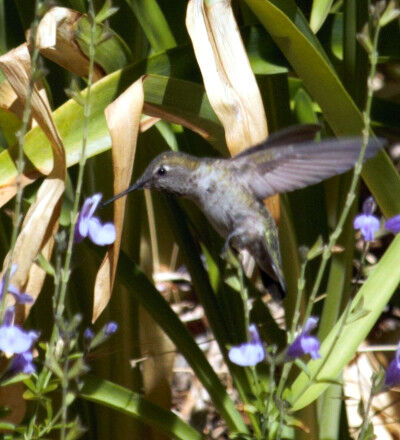 2024-09-06-hummingbird2