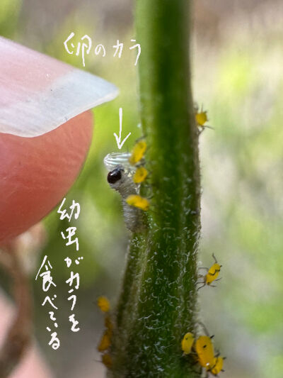 2025-07-30-catapilar2