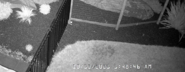 2021-10-19-rabbit3