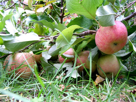 2011_10_09_apples2