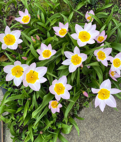 2026-02-24-flowers3