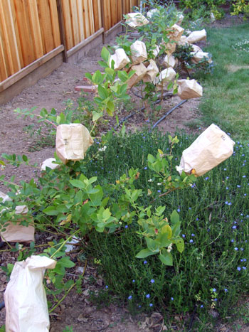 2012_06_04-blueberrybush