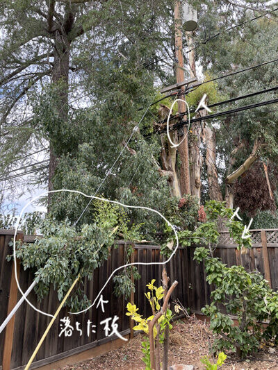 2023-09-30-tree2