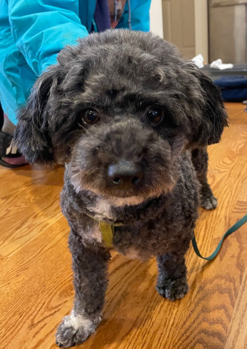 2025-11-18-teddybearcut7