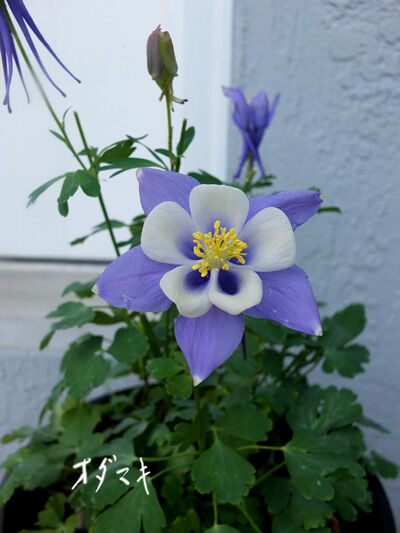 2022-05-01-rose4