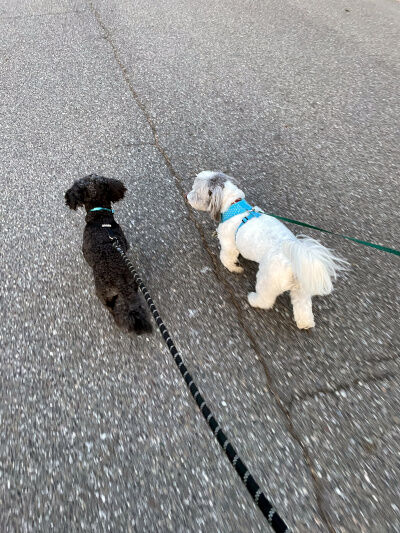 2025-06-15-charlieoreo1