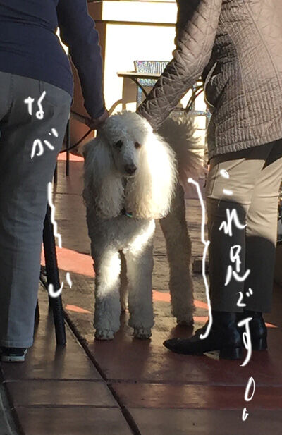 2023-02-08-poodle1