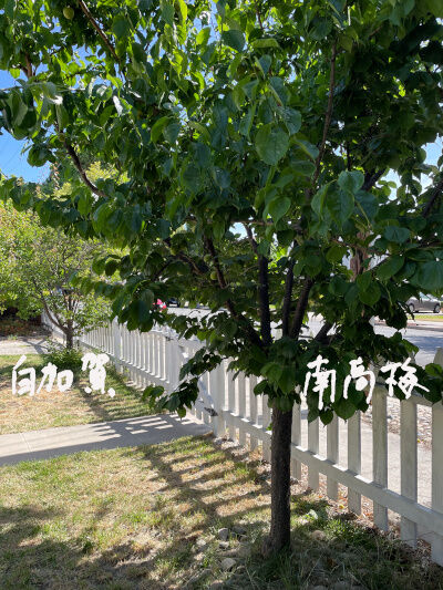 2025-060-01-ume1