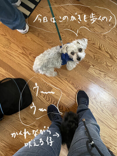 2023-06-16-oreo2