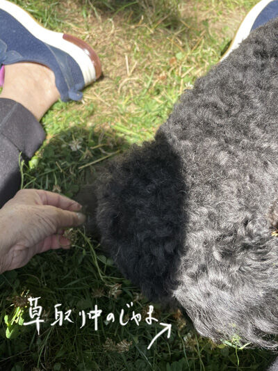 2023-07-08-oreo1