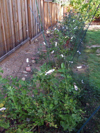 2014-09-03-blueberrytree1