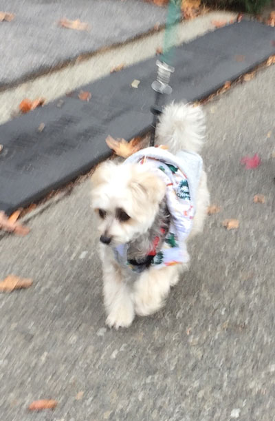 2019-12-13-rasta1