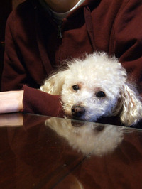 2011_02_21_chibik