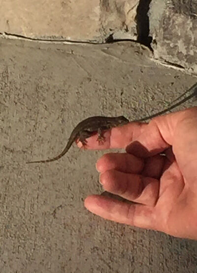 2021-01-17-lizard3