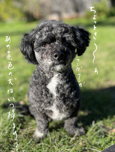 2024-02-12-oreo1