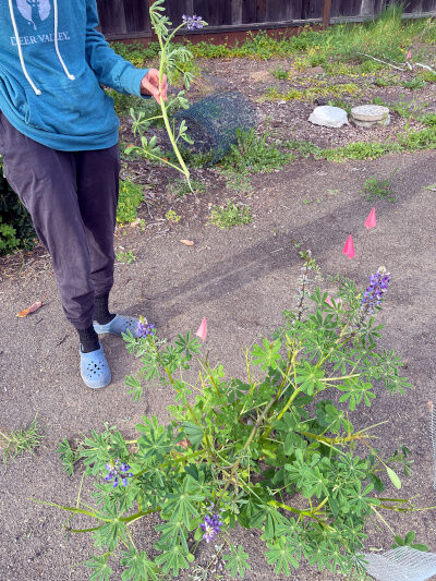 2026-03-25-lupine3