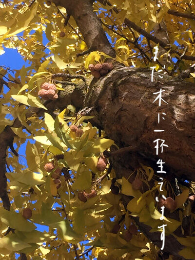 2020-12-04-ginko5