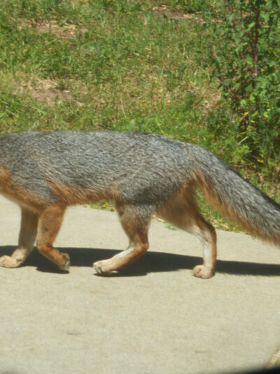 2024-05-04-fox4