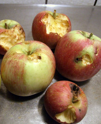 2011_10_20_apples