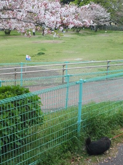 SkypePhoto_20170415_034433