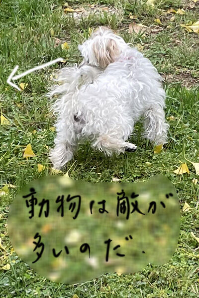 2021-11-16-rasta3