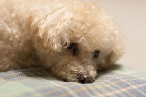 2018-06-17-chibi4