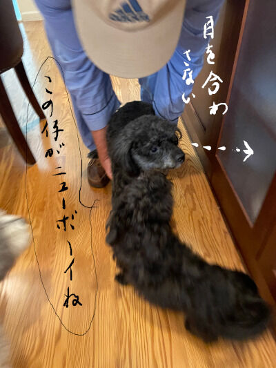 2024-10-05-3dogs4