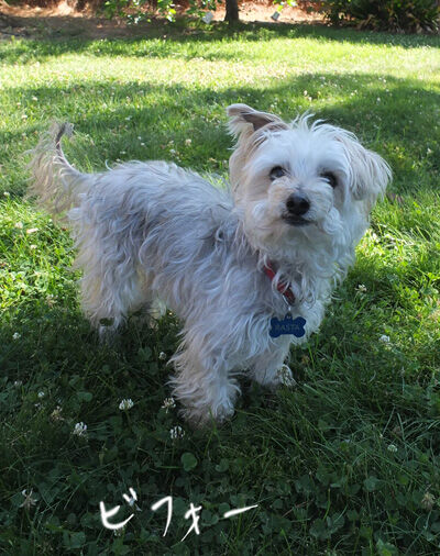 2021-06-09-rasta1