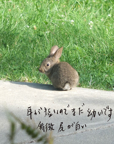 2020-05-29-rabbit4