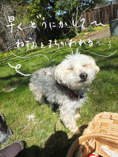 2021-03-21-rasta1