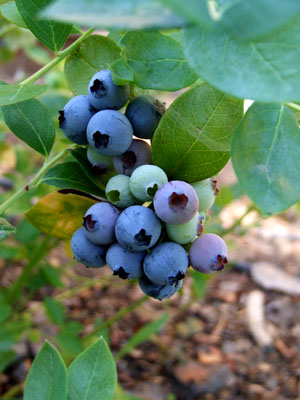 2013-06-04-blueberries