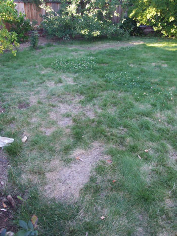 2013-05-18-weeds3