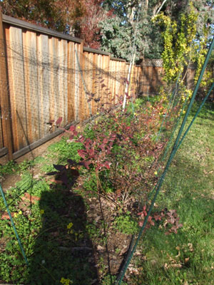 2013-01-09-blueberrynet2