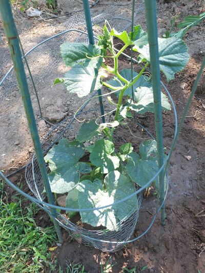 2020-07-01-cucumber4