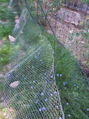 2015-05-26-berrypick6