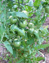 2010_10_14_vinetomatoes
