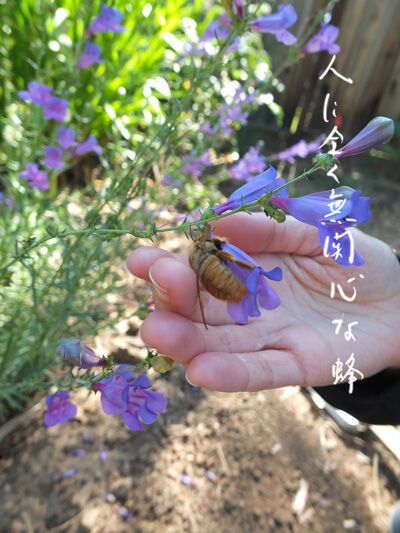 2024-06-04-bee1