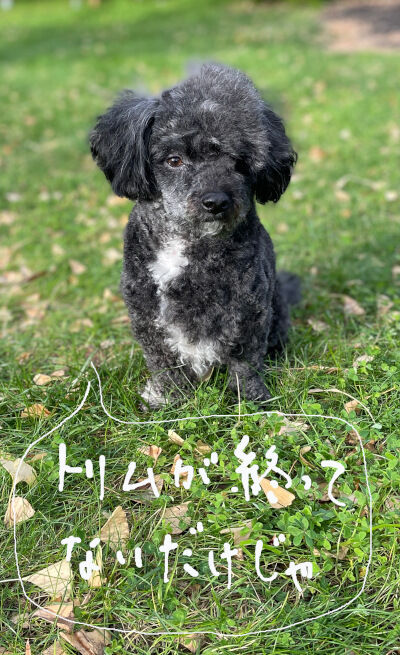 2024-12-16-oreo3